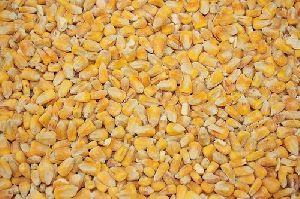 Yellow Corn Cattle Feed