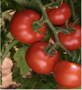 Tomato Seeds