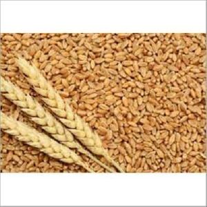 Golden Milling Wheat