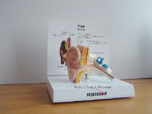 Anatomical Models