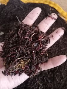 vermicompost