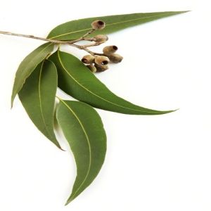 eucalyptus leaf