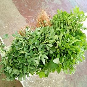 Fenugreek Leaves