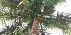 Coconut Safety Net