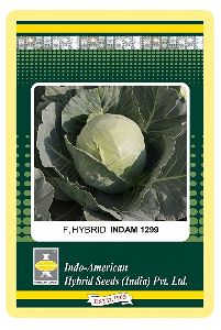 Indam Cabbage Seeds 1299