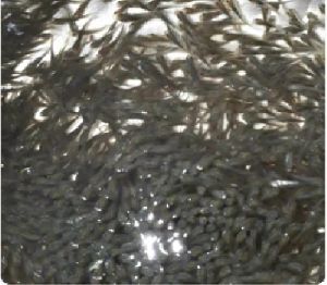 Black Carp Fish Seed