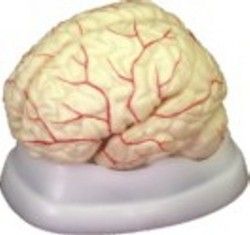 Brain with Arteries Model