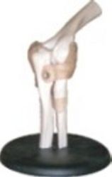 Elbow Joint Model