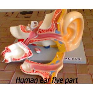 Human Ear Model