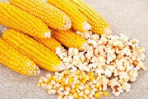 Popcorn Maize