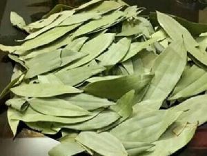 Bay Leaf