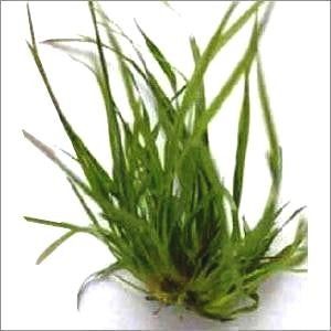 Vetiver Grass Sapling
