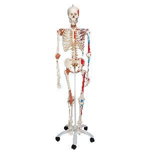 Human Skeleton