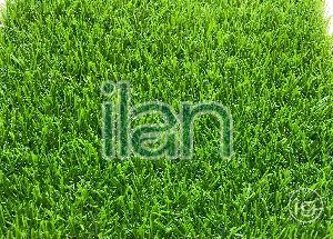 25 MM Pure Green Artificial Grass