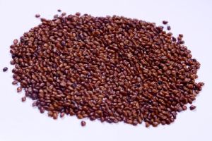 Velimasal seed