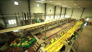 Automatic Mango Pulp Processing Plant