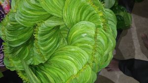 Betel Leaf