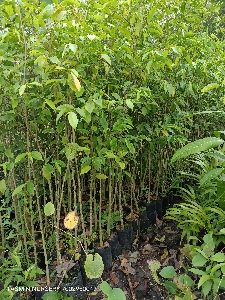 Agarwood tree plants