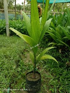 Betel Nut Plant