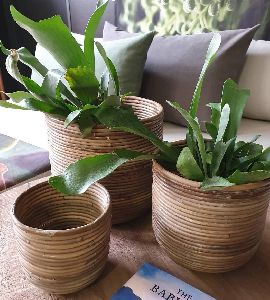 Cane Planter set