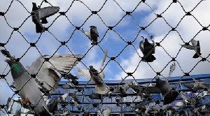 pigeon protection net