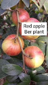 Red Kashmiri Apple ber plants