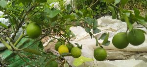 Kolkata Pati Lemon Plants