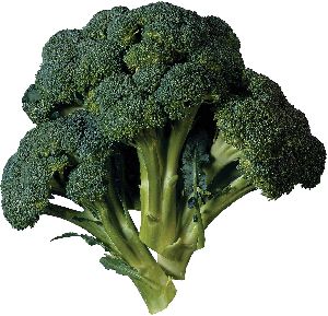 Fresh Broccoli