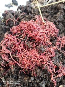 Earth worms. Vermiculture