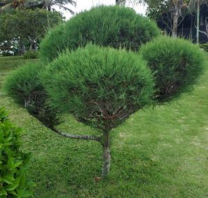 casuarina plants