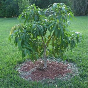 Dasheri Mango Plant