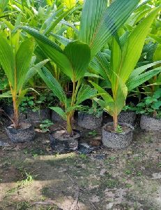 Kanchanpuri Coconut Plant