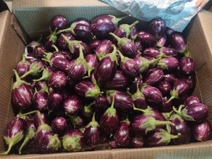 Fresh Brinjal