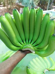 Fresh Green Bananas