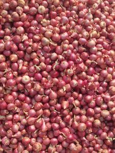 Fresh Nashik Onions