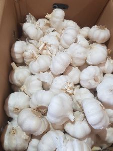 Garlic