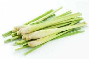 Fresh Lemongrass