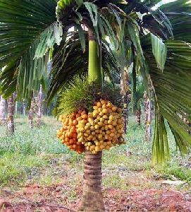 Arecanut Plant