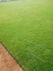 Maxican grass