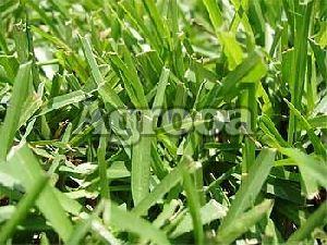 Hay Grass