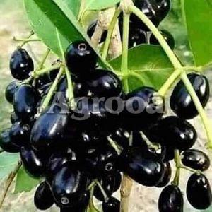 Jamun Plants