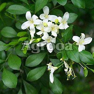 Kamini Flower Plants