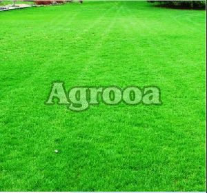 Lawn Grass