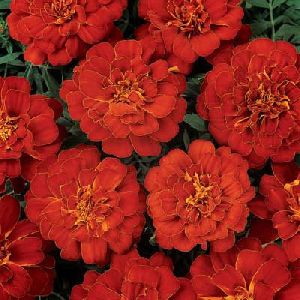 Fresh Red Marigold Flower