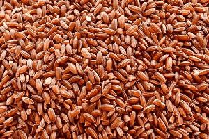 Navara Red Rice