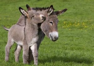 Donkey breeding