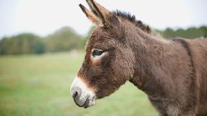 Live Donkey