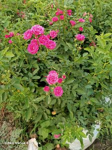 Kolkata rose