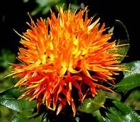 cold pressed safflower oil