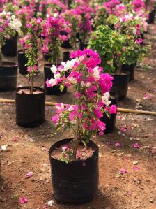 Flowering Plants